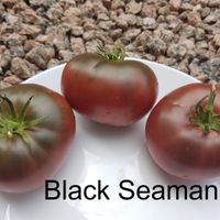 Black Seaman- Chernomorez